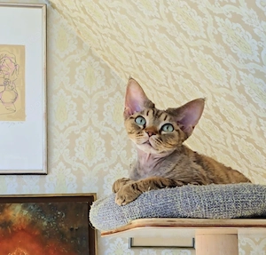 Junge, sanfte Katze Yasia (3 Jahre alt) sucht ein liebevolles Zuhause für immer!