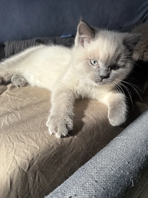 BKH Kitten sucht ein liebevolles Zuhause 