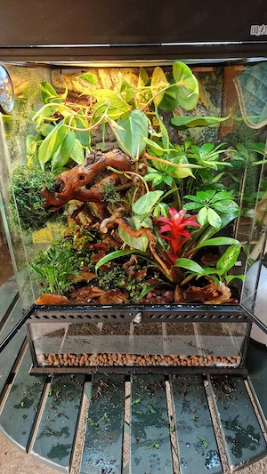 Terrarium mit Kronengecko Weibchen