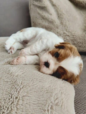 King Charles Cavalier Spaniel Welpen