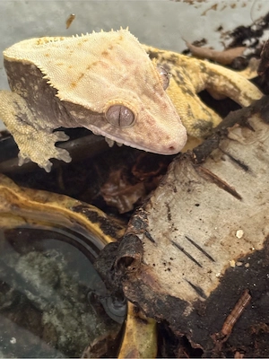 Kronengecko Weiblich