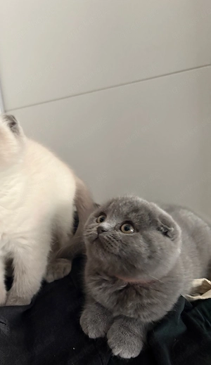 Kitten sucht ein liebevolles Zuhause