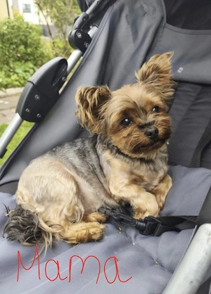 Unsere Hündin hat süße Welpen bekommen   