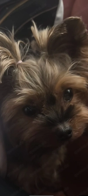 Unsere Hündin hat süße Welpen bekommen   