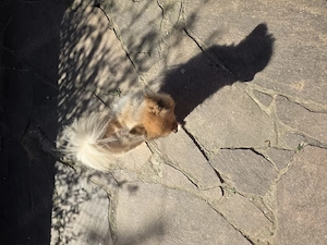 Pomeranian Zwergspitz Rüde 