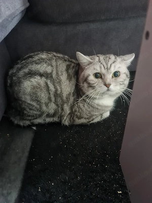 BKH Kater sucht dringend neues Zuhause 