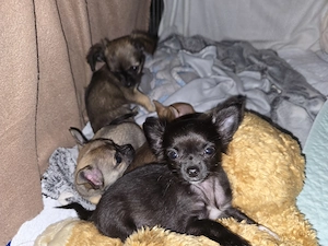 Reinrassige Chihuahua Jungs suchen absofort ihr Traumzuhause.