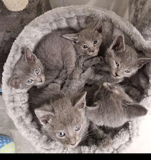 Wunderschöne Russisch Blau Kitten   Aus liebevoller Familienaufzucht
