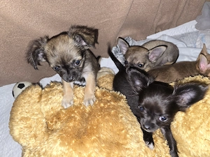 Reinrassige Chihuahua Jungs suchen absofort ihr Traumzuhause.