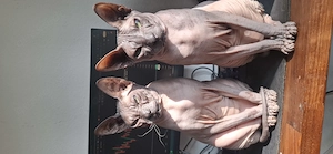 2 Don Sphynx Kater (kastriert)