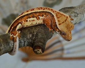 Poss. 0.1 Kronengecko Orange Tricolor 