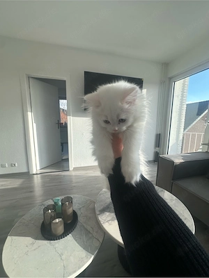 2 BLH katzen 4 monate alt