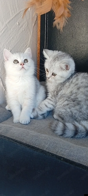 BKH Kitten Männliche  Bild 2