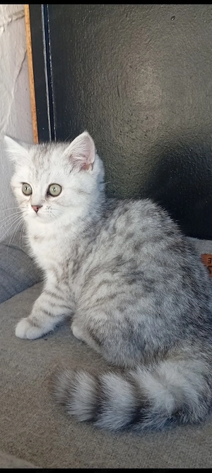 BKH Kitten Männliche  Bild 6