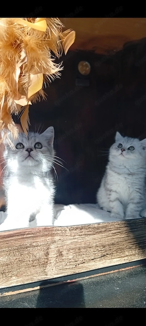 BKH Kitten Männliche  Bild 4