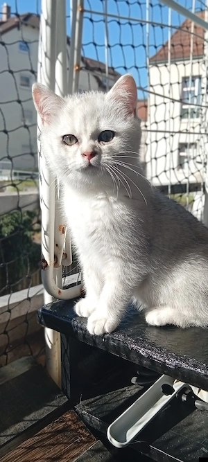 BKH Kitten Männliche  Bild 8