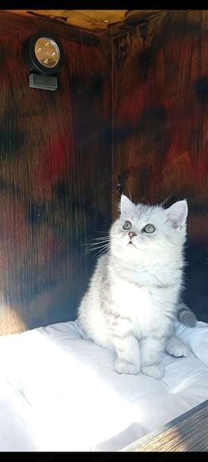 BKH Kitten Männliche  Bild 3