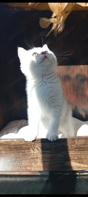 BKH Kitten Männliche  Bild 7