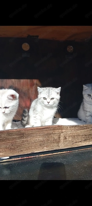 BKH Kitten Männliche  Bild 5