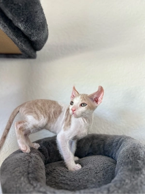 Elf Sphynx Kitten zu verkaufen