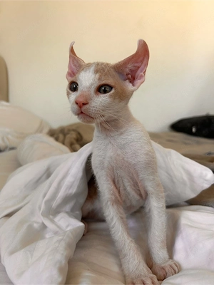 Elf Sphynx Kitten zu verkaufen