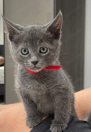 Wunderschöne Russisch Blau Kitten   