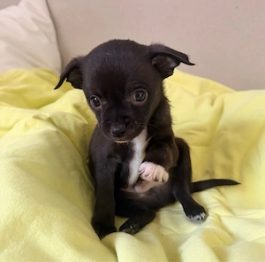 Zuckersüsse Chihuahua - Welpen 