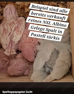 mutationsfarben zucht