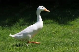 Suche : Weiße Laufente 