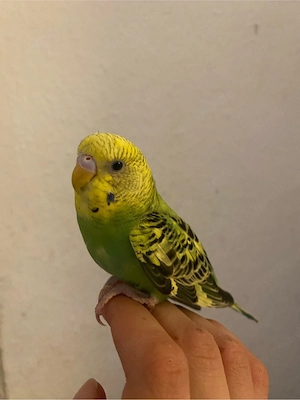schöne teilhandzahme wellensittich dame 
