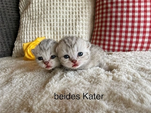 3 BKH Kitten noch frei