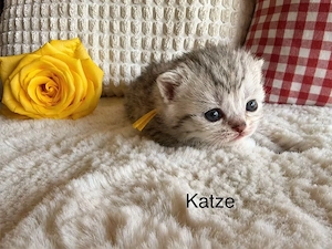 1 BKH Kitten noch frei