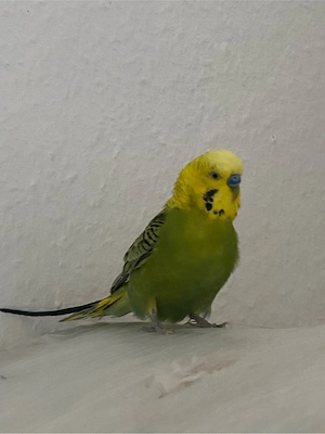 schöner wellensittich hahn männlich 