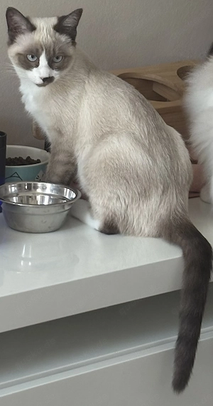 Ragdoll, BKH mix, weiblich 