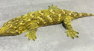 rhacodactylus leachianus bayonnaise