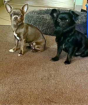 süße Chihua welpen Bild 6