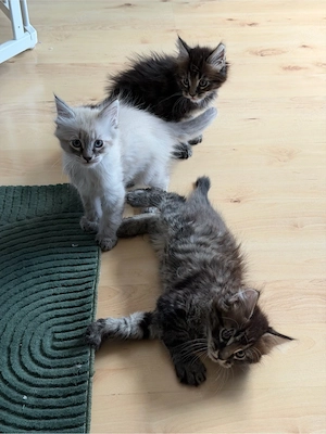 noch 3 wunderschöne japanese bobtail xxl maine coon mix kitten 