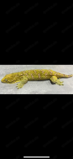 rhacodactylus leachianus high pink nuu ana 