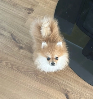 Pomeranian spitz (mini)