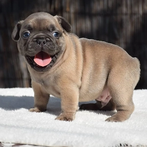 Lernen Sie unsere bezaubernde Französische Bulldogge kennen!