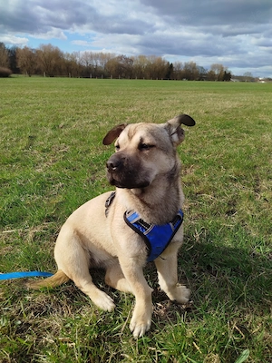 Sharpei-Mix Fee sucht ihr Zuhause