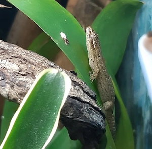 3 Jungferngeckos- Lepidodactylus lugubris