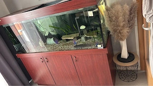 Aquarium und Axolotl