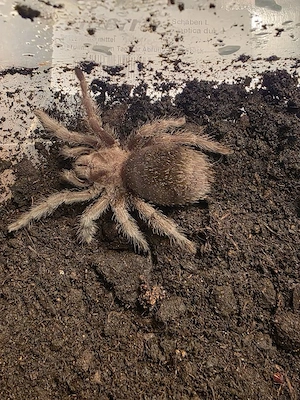 Biete 0.1 Grammostola pulchra,ca.4 cm