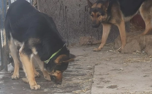 Deutsch Schäferhund