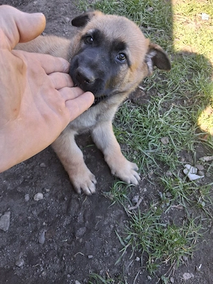 Deutsch Belgische Schäferhund welpen 