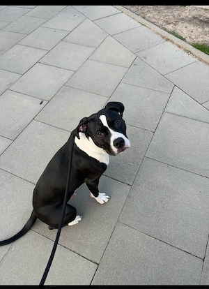 Mischling schweren Herzens abzugeben