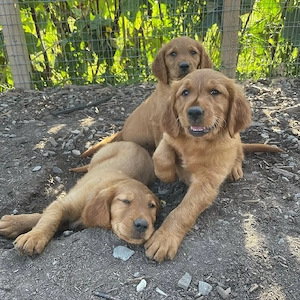 Bezaubernde Golden-Retriever-Welpen   8 bis 9 Wochen alt   Suchen ein liebevolles Zuhause!