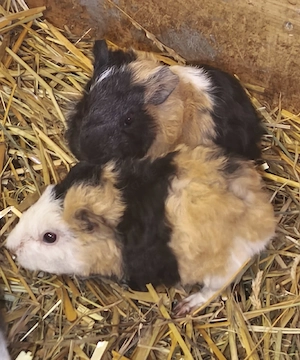 Junge Meerschweinchen