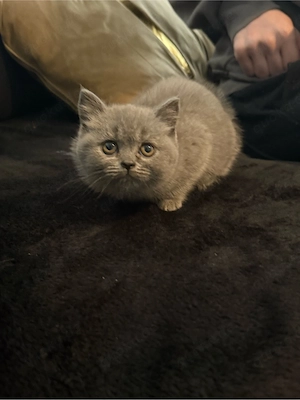 2 Bkh zu verkaufen Bild 4